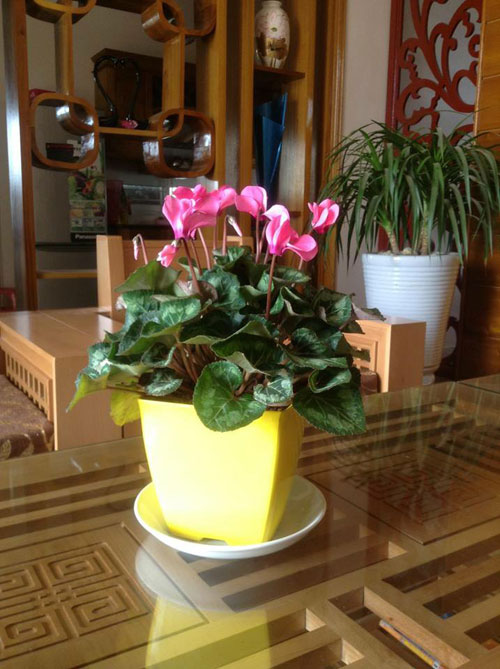 Yên Bái: Bán nhà phố, mua nhà ngõ để trồng 100 cây hoa - 6