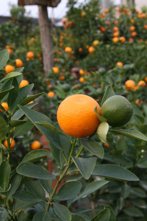 Quất bonsai tiền triệu cho dân sành điệu mê cây - 8