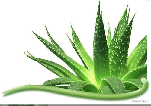 6 công dụng bất ngờ của cây cảnh trong nhà - 1