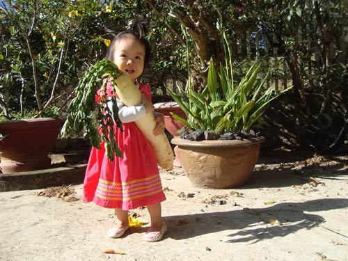 Lâm Đồng: Bất ngờ đào được củ cải dài 54cm, nặng 2,2kg - 1