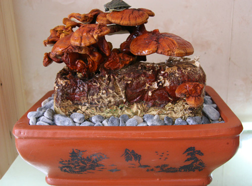 Tết này #039;sốt xình xịch#039; nấm linh chi đỏ bonsai - 1