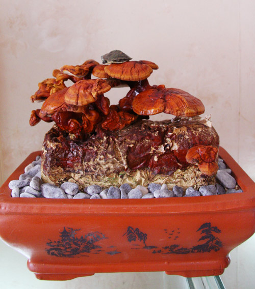 Tết này #039;sốt xình xịch#039; nấm linh chi đỏ bonsai - 7