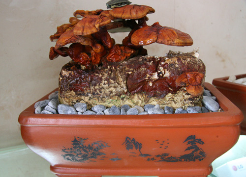 Tết này #039;sốt xình xịch#039; nấm linh chi đỏ bonsai - 10