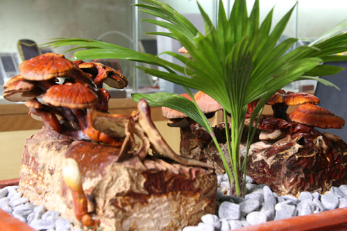 Tết này #039;sốt xình xịch#039; nấm linh chi đỏ bonsai - 2