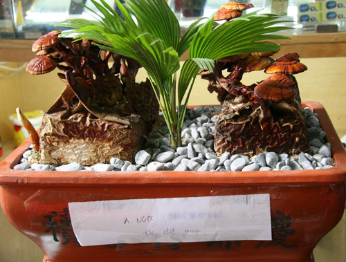 Tết này #039;sốt xình xịch#039; nấm linh chi đỏ bonsai - 3