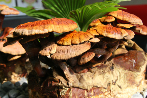 Tết này #039;sốt xình xịch#039; nấm linh chi đỏ bonsai - 11