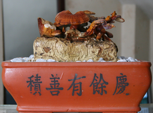 Tết này #039;sốt xình xịch#039; nấm linh chi đỏ bonsai - 5