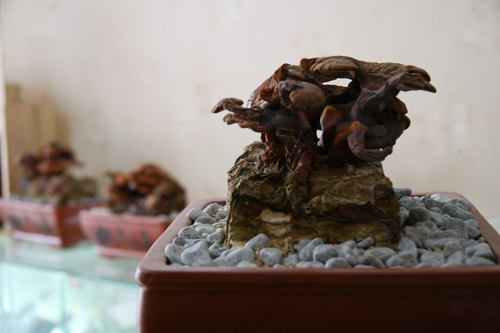 Tết này #039;sốt xình xịch#039; nấm linh chi đỏ bonsai - 12