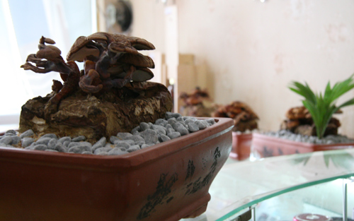 Tết này #039;sốt xình xịch#039; nấm linh chi đỏ bonsai - 13