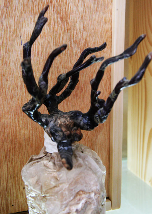 Tết này #039;sốt xình xịch#039; nấm linh chi đỏ bonsai - 15