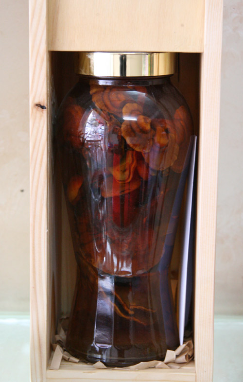 Tết này #039;sốt xình xịch#039; nấm linh chi đỏ bonsai - 8