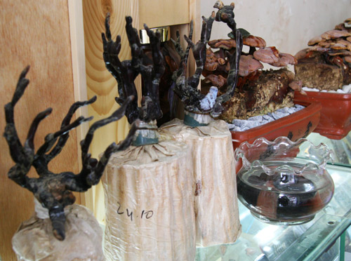 Tết này #039;sốt xình xịch#039; nấm linh chi đỏ bonsai - 16