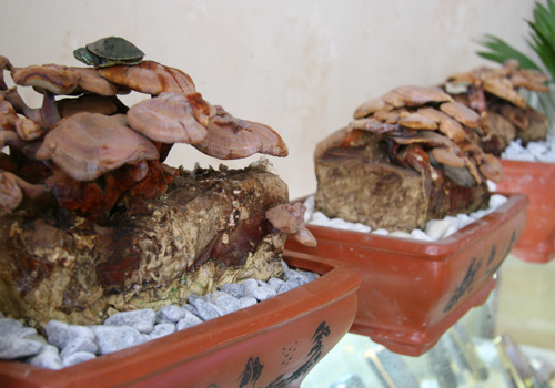 Tết này #039;sốt xình xịch#039; nấm linh chi đỏ bonsai - 6