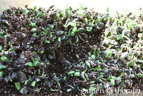 Hai tuần trồng rau mầm hướng dương beo béo, giòn giòn - 3