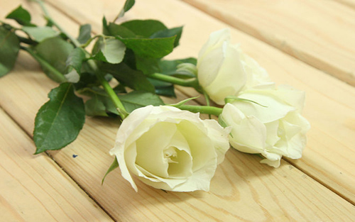 Không cần bỏ triệu đồng có ngay hoa hồng bảy sắc - 3