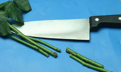 Không cần bỏ triệu đồng có ngay hoa hồng bảy sắc - 5