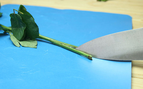 Không cần bỏ triệu đồng có ngay hoa hồng bảy sắc - 6