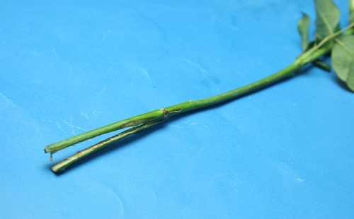 Không cần bỏ triệu đồng có ngay hoa hồng bảy sắc - 7