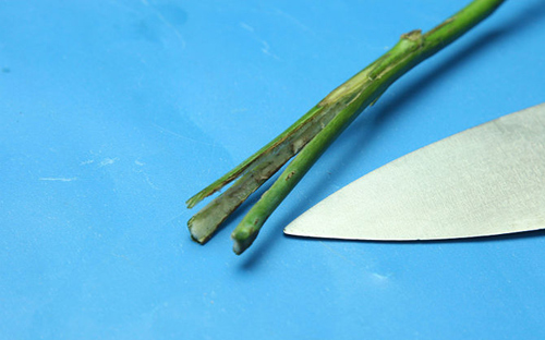 Không cần bỏ triệu đồng có ngay hoa hồng bảy sắc - 8