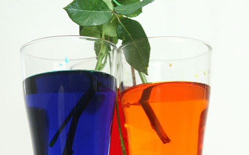 Không cần bỏ triệu đồng có ngay hoa hồng bảy sắc - 12