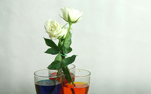 Không cần bỏ triệu đồng có ngay hoa hồng bảy sắc - 13