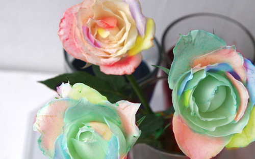 Không cần bỏ triệu đồng có ngay hoa hồng bảy sắc - 14