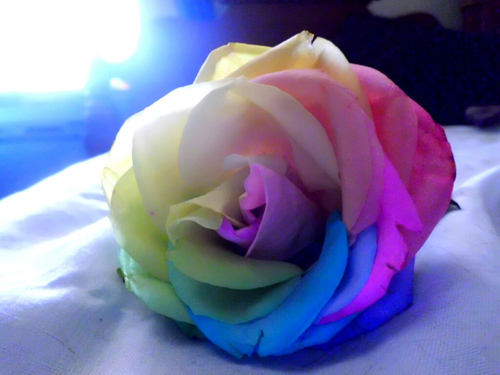 Không cần bỏ triệu đồng có ngay hoa hồng bảy sắc - 15