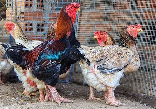 Hàng độc và lạ tung hoành #039;thổi giá#039; dịp Tết - 2
