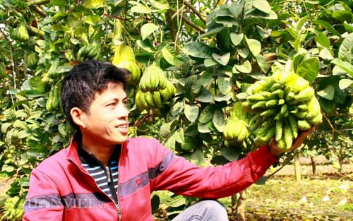 Chiêm ngưỡng trái phật thủ #039;chục triệu chưa mua được#039; - 1