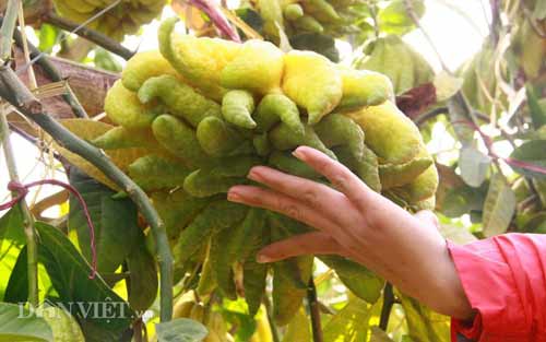 Chiêm ngưỡng trái phật thủ #039;chục triệu chưa mua được#039; - 2