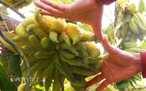 Chiêm ngưỡng trái phật thủ #039;chục triệu chưa mua được#039; - 5