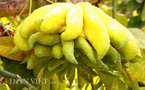 Chiêm ngưỡng trái phật thủ #039;chục triệu chưa mua được#039; - 6