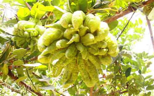 Chiêm ngưỡng trái phật thủ #039;chục triệu chưa mua được#039; - 8
