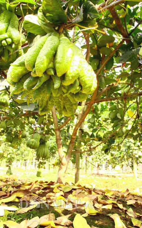 Chiêm ngưỡng trái phật thủ #039;chục triệu chưa mua được#039; - 9