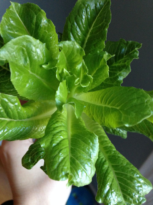 Trồng xà lách trong nước: nhanh lớn, đẹp nhà - 8
