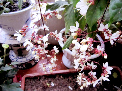 Thái Bình: Vườn hoa trăm chậu không cần bí quyết chăm trồng - 7