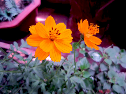 Thái Bình: Vườn hoa trăm chậu không cần bí quyết chăm trồng - 14