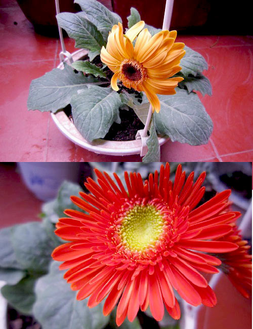 Thái Bình: Vườn hoa trăm chậu không cần bí quyết chăm trồng - 13