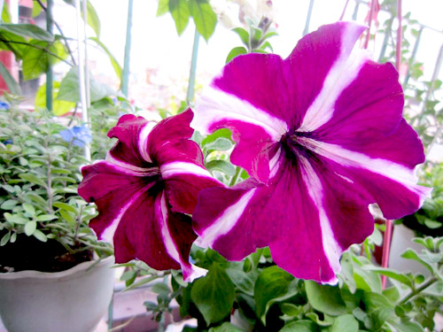 Thái Bình: Vườn hoa trăm chậu không cần bí quyết chăm trồng - 4