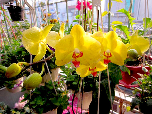 Thái Bình: Vườn hoa trăm chậu không cần bí quyết chăm trồng - 10