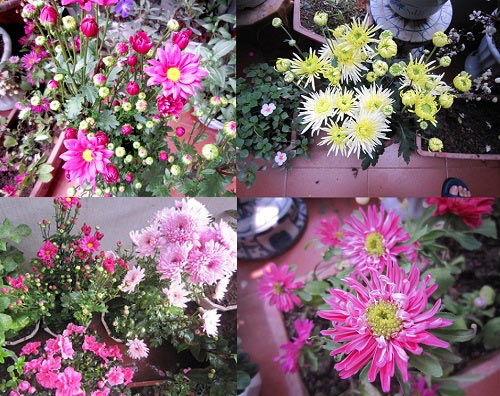 Thái Bình: Vườn hoa trăm chậu không cần bí quyết chăm trồng - 5