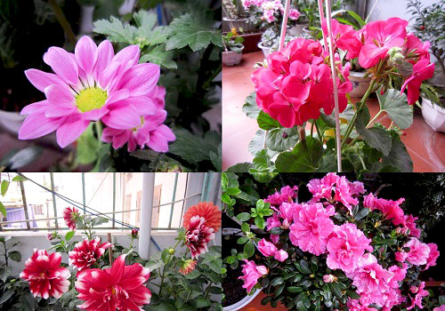 Thái Bình: Vườn hoa trăm chậu không cần bí quyết chăm trồng - 2