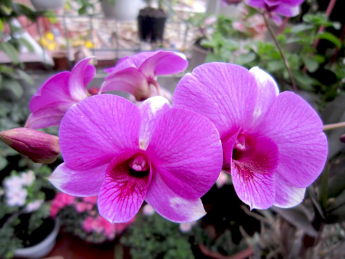 Thái Bình: Vườn hoa trăm chậu không cần bí quyết chăm trồng - 3