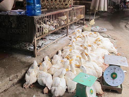 Cúm A/H7N9 tiến sát Việt Nam - 1
