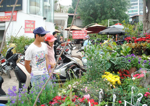 Violet thủy chung báo xuân về - 3