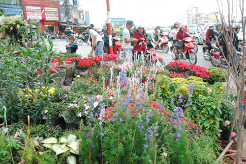 Violet thủy chung báo xuân về - 4