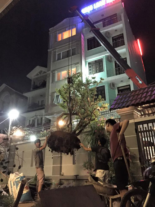 Cao Thái Sơn quần đùi dép lê sửa sang vườn nhà - 4