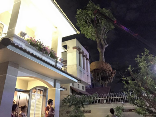 Cao Thái Sơn quần đùi dép lê sửa sang vườn nhà - 3