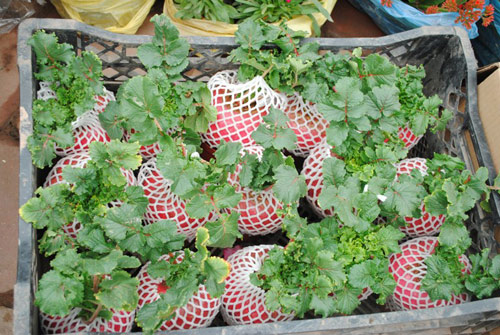 Phát sốt với củ cải đỏ rước “của cải” vào nhà - 2