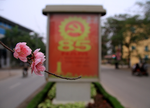 Ngắm con đường hoa đào #039;độc nhất#039; giữa Thủ đô - 15